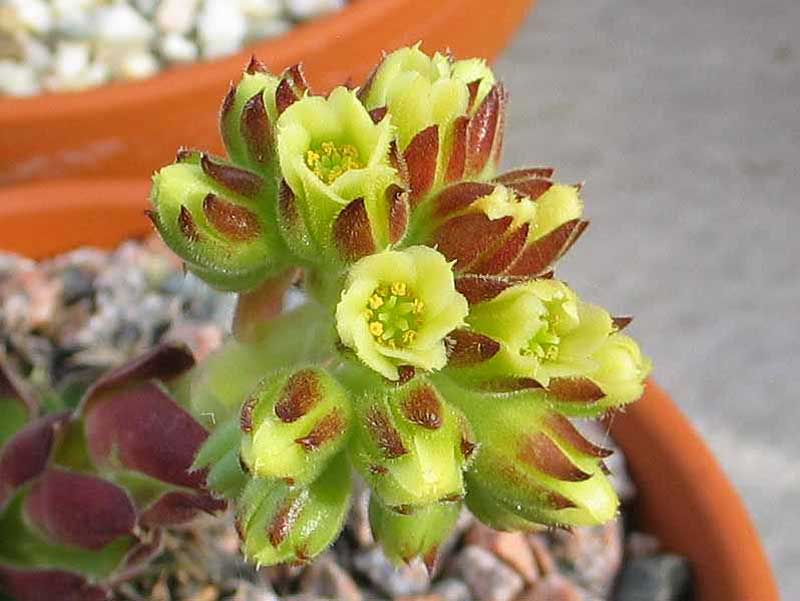 Floreade / Jovi