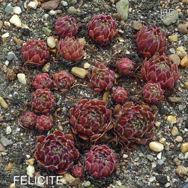 Felicite