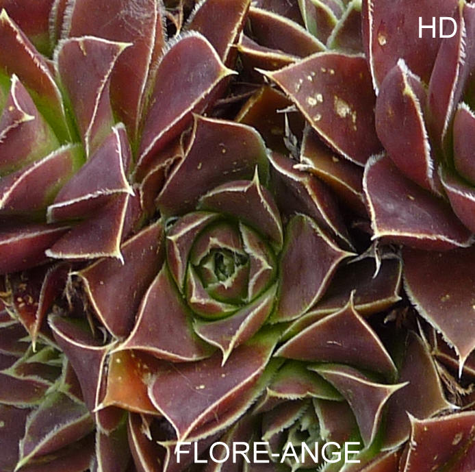 Flore-Ange / Jovi