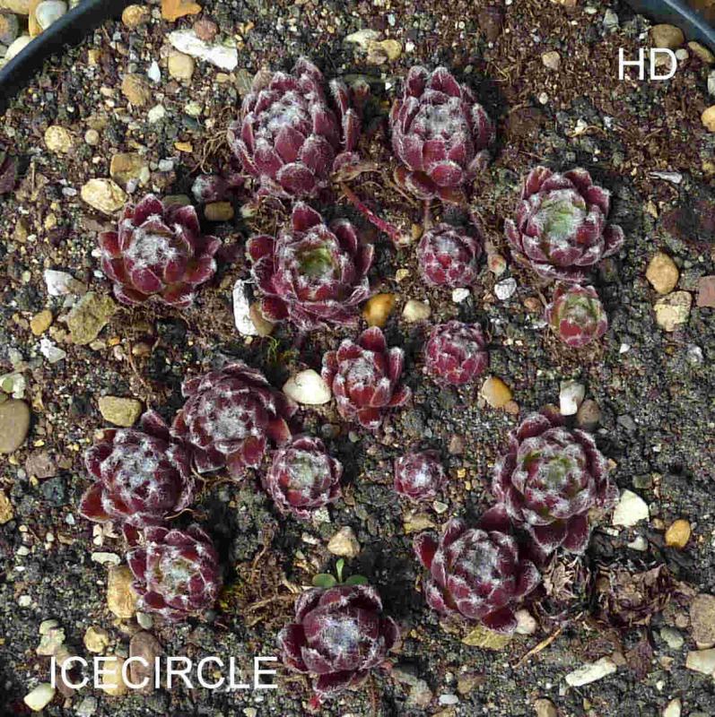 Icecircle