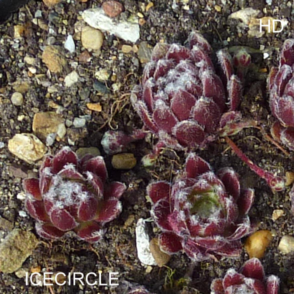 Icecircle