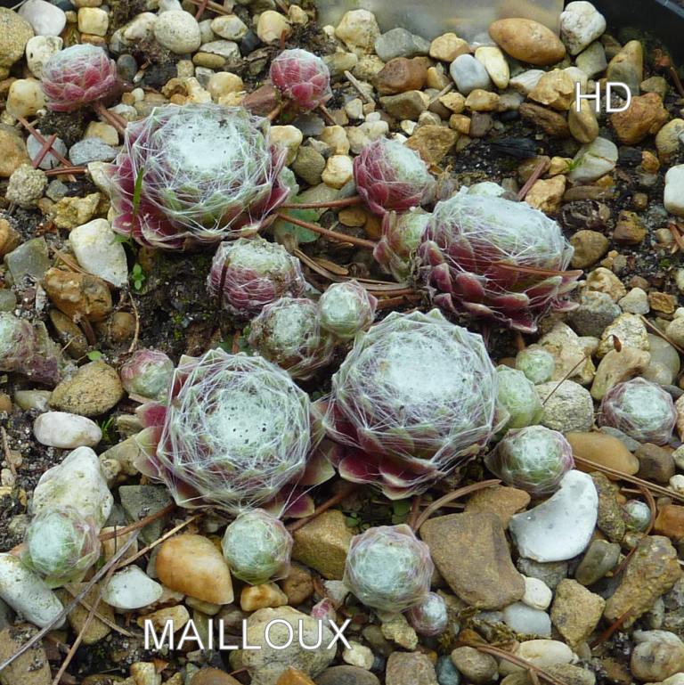 Mailloux