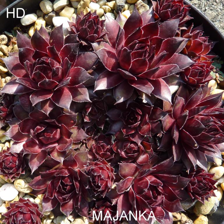 Majanka