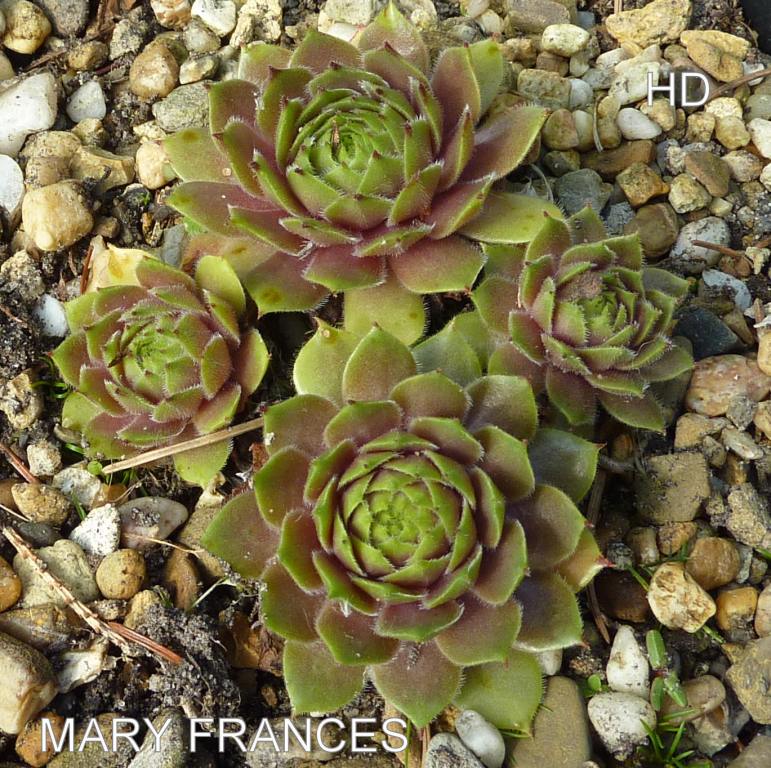 Mary Frances
