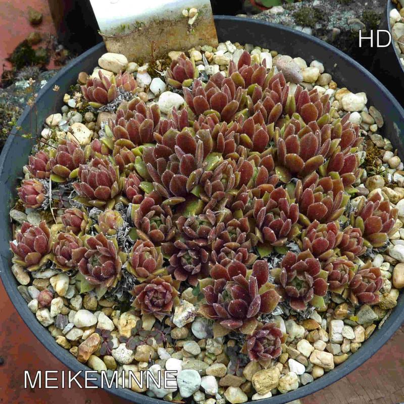 Meikeminne