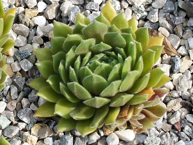 Meikeminne