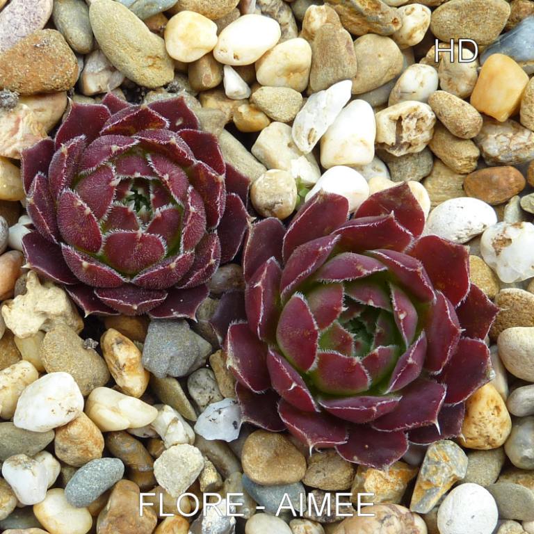 Flore-Aimee / Jovi