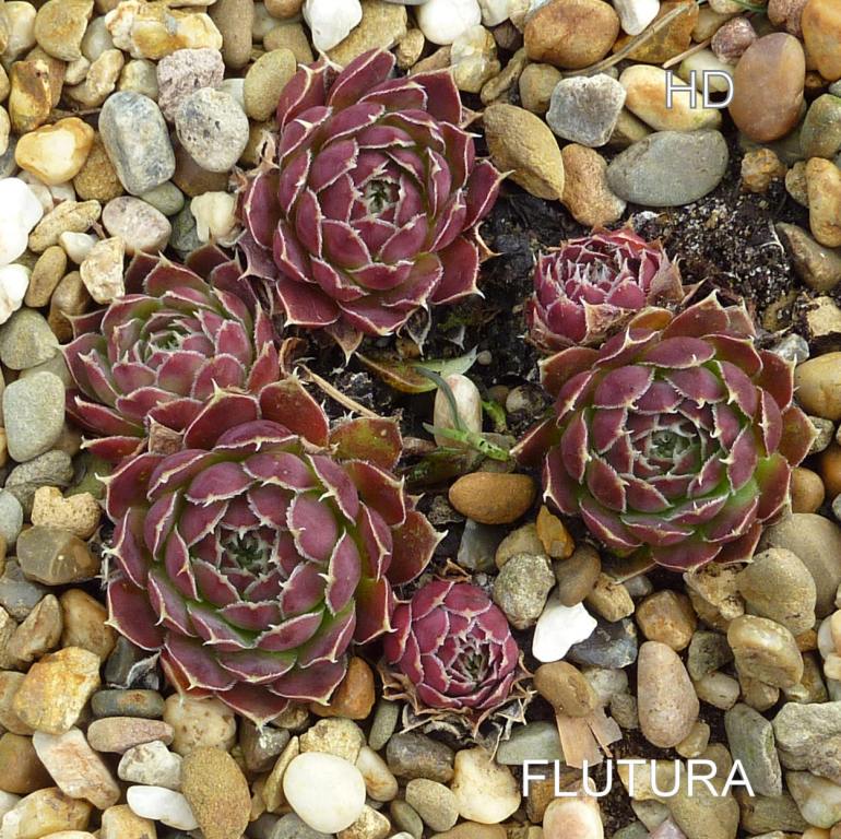Flutura / Jovi