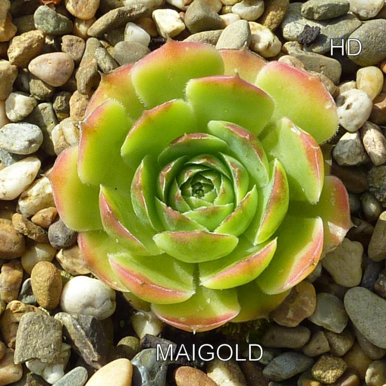 Maigold / Jovi ( II )