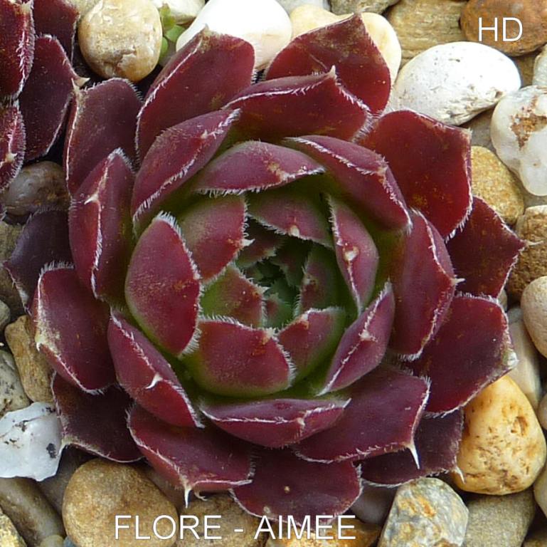 Flore-Aimee / Jovi