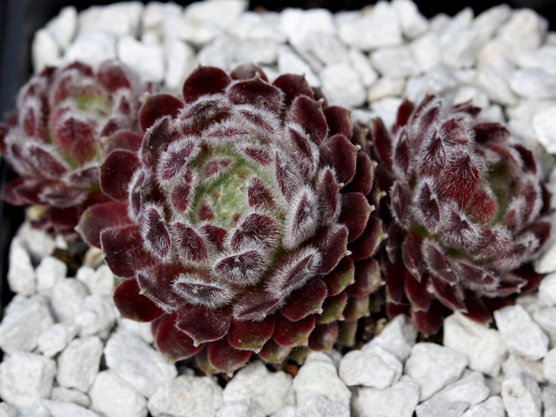 Ice Berry