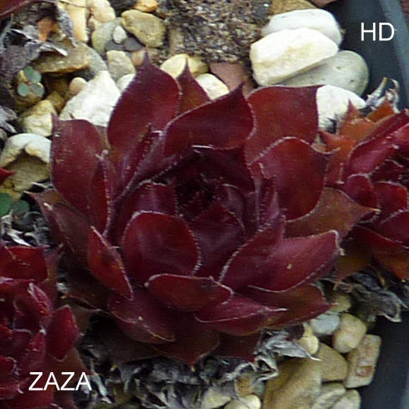 Zaza
