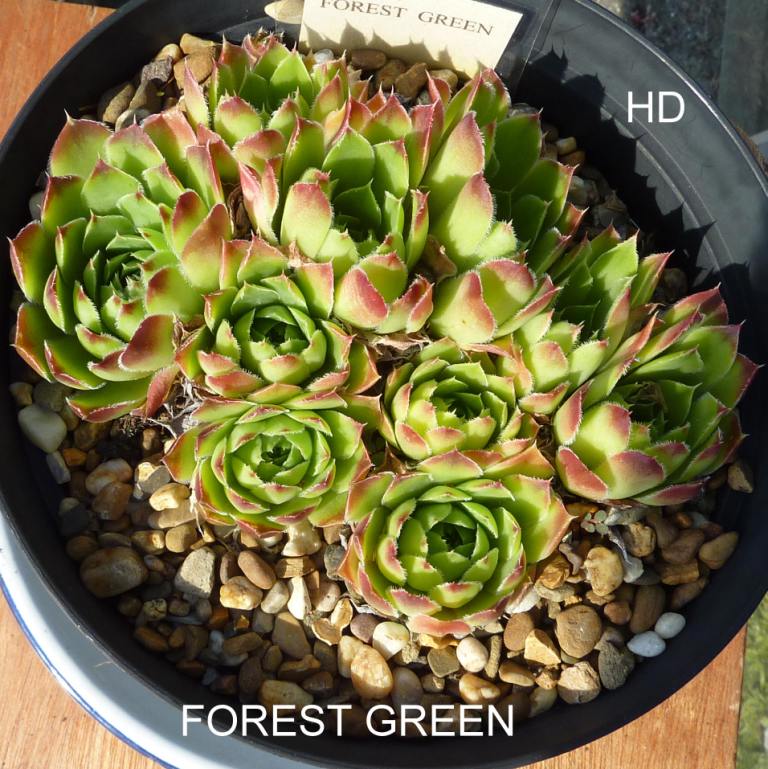 Forest Green / Jovi