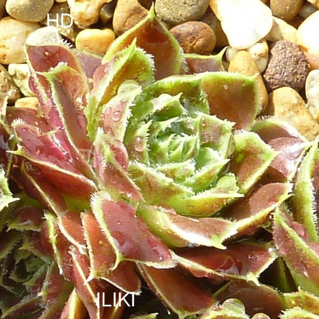 Iliki / Jovi