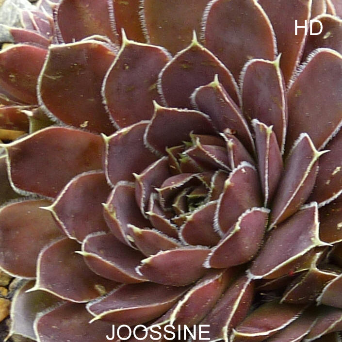 Joossine / Jovi