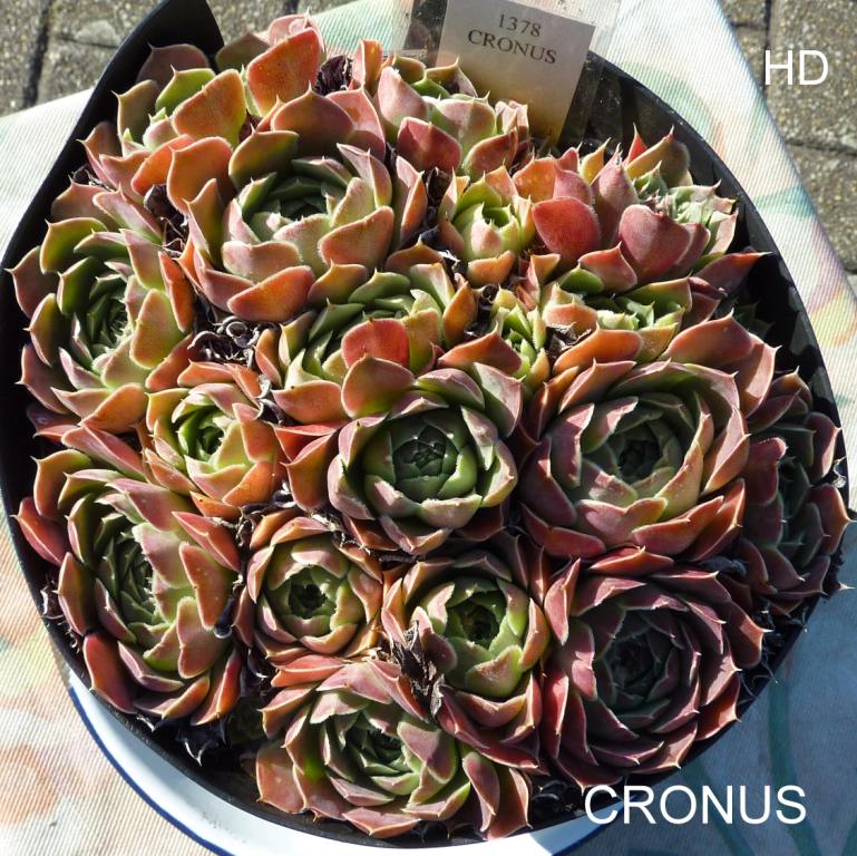 Cronus / Jovi