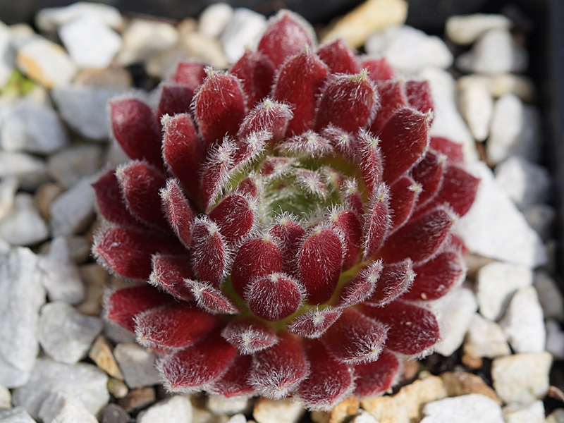 Ice Berry