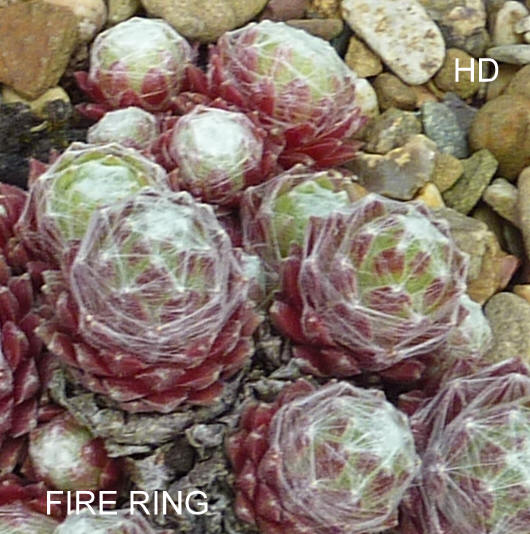 Fire Ring