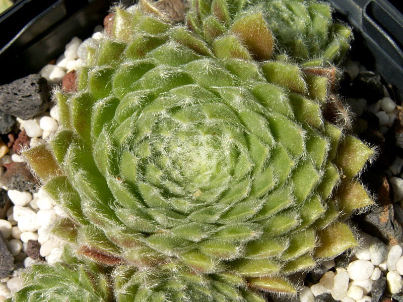Fluffy Fluke