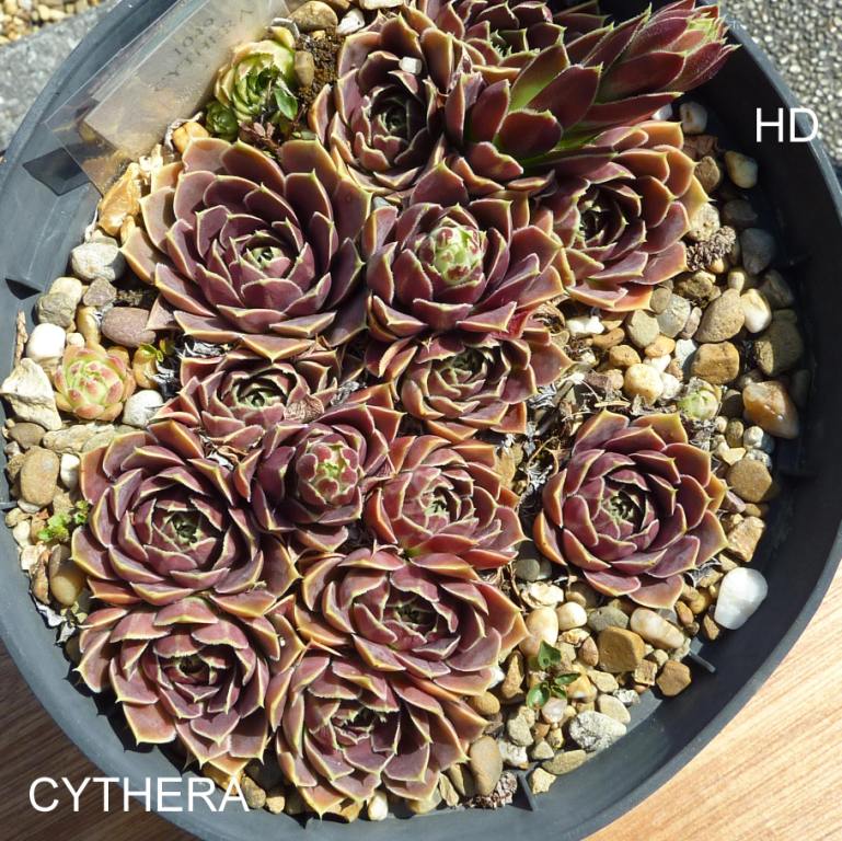 Cythera / Jovi