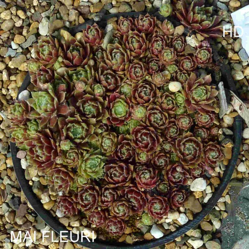 Mai Fleuri
