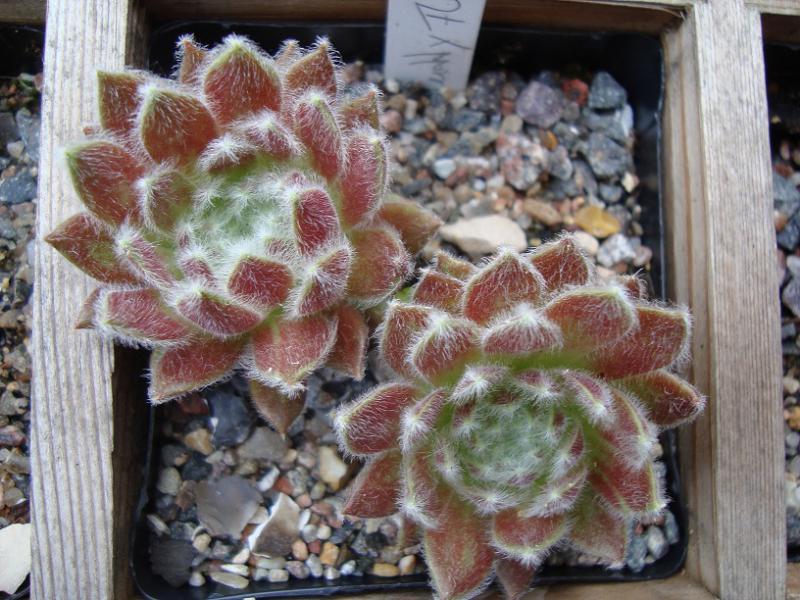Fluffy Fluke