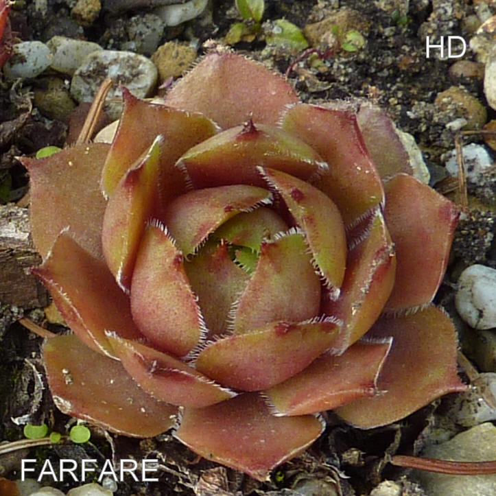 Farfare