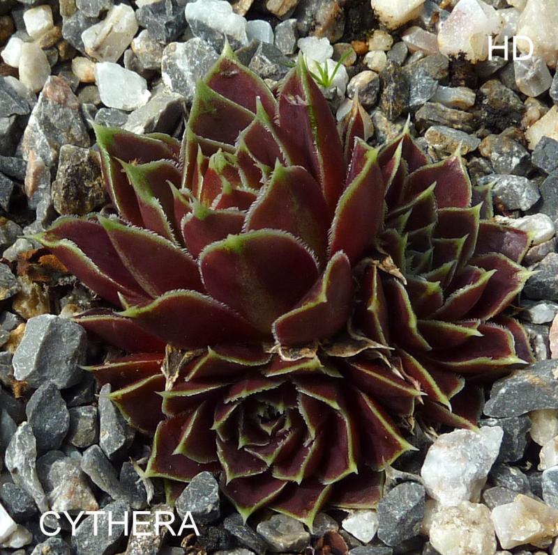 Cythera / Jovi