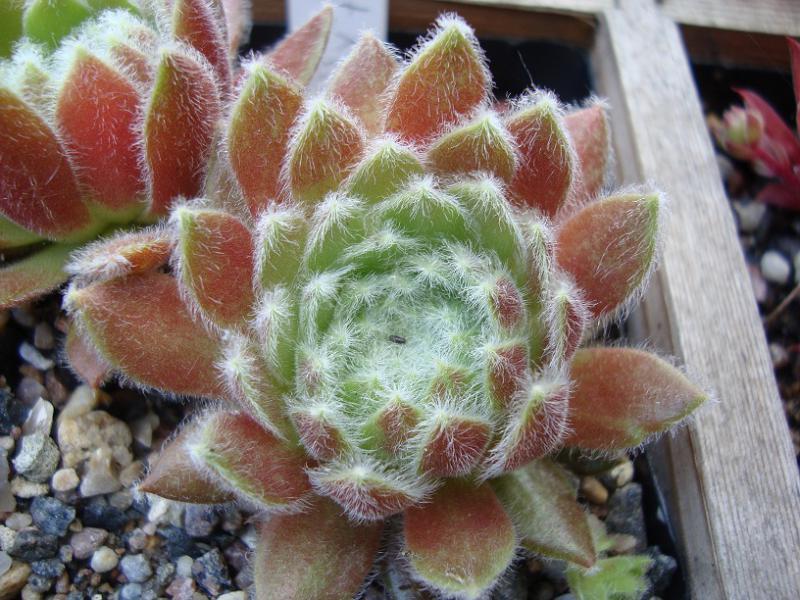 Fluffy Fluke
