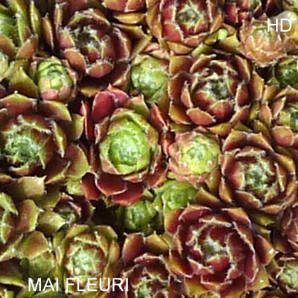 Mai Fleuri