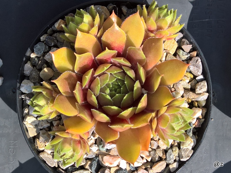 Zauberrose