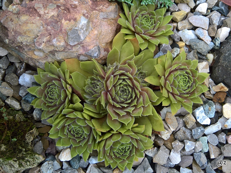Zauberrose