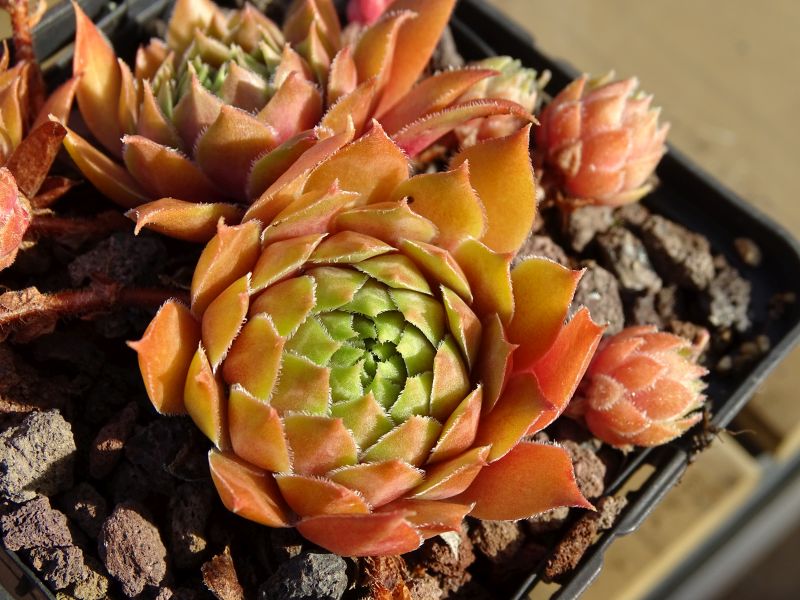 Zauberrose