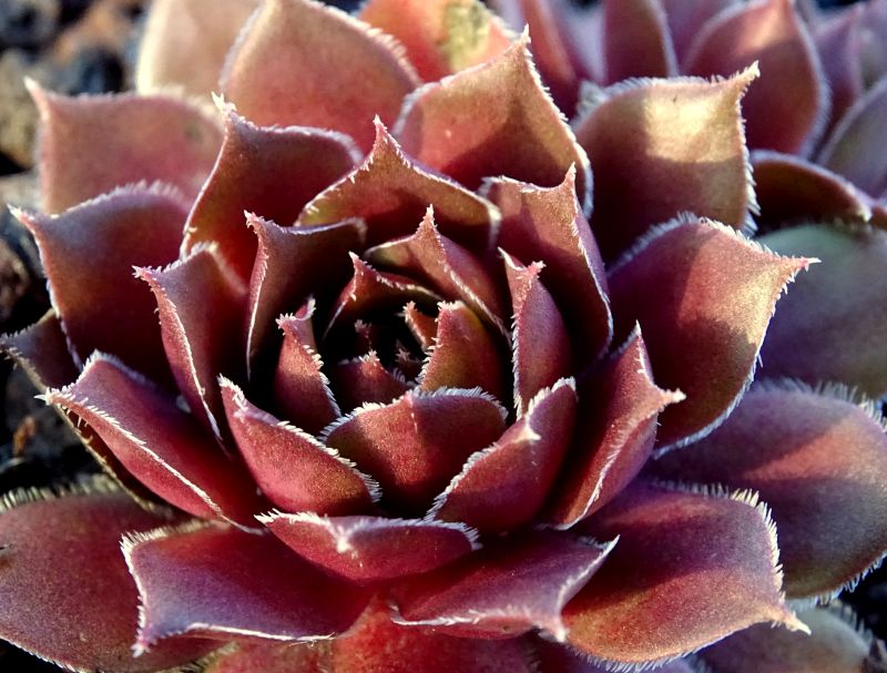 Zauberrose
