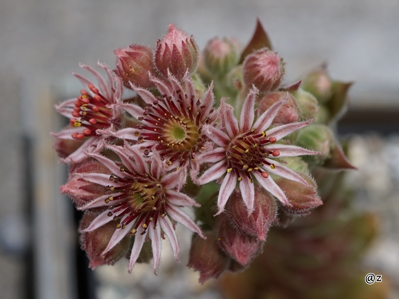 Zauberrose