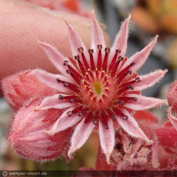 Zauberrose