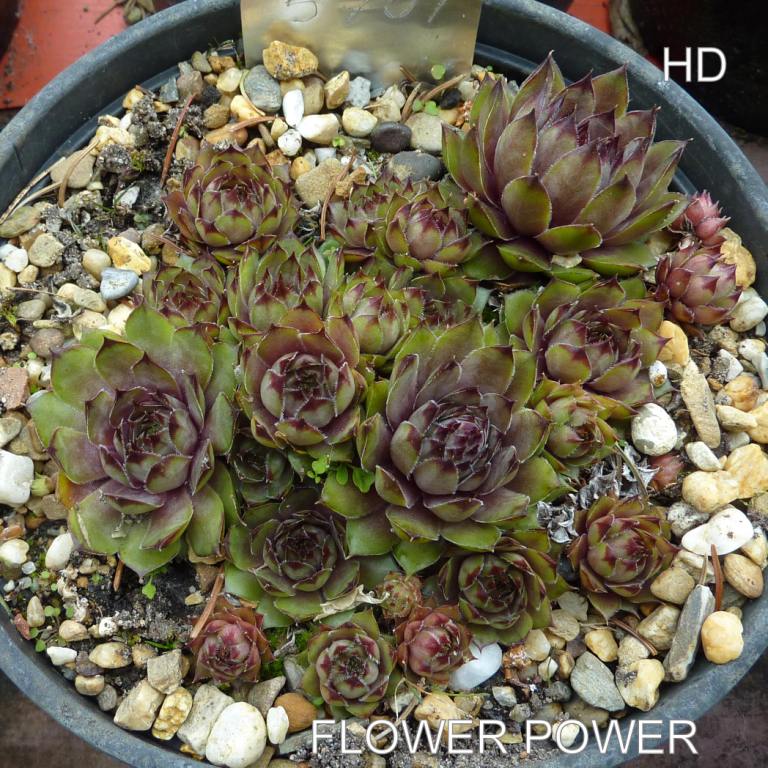 Flower Power