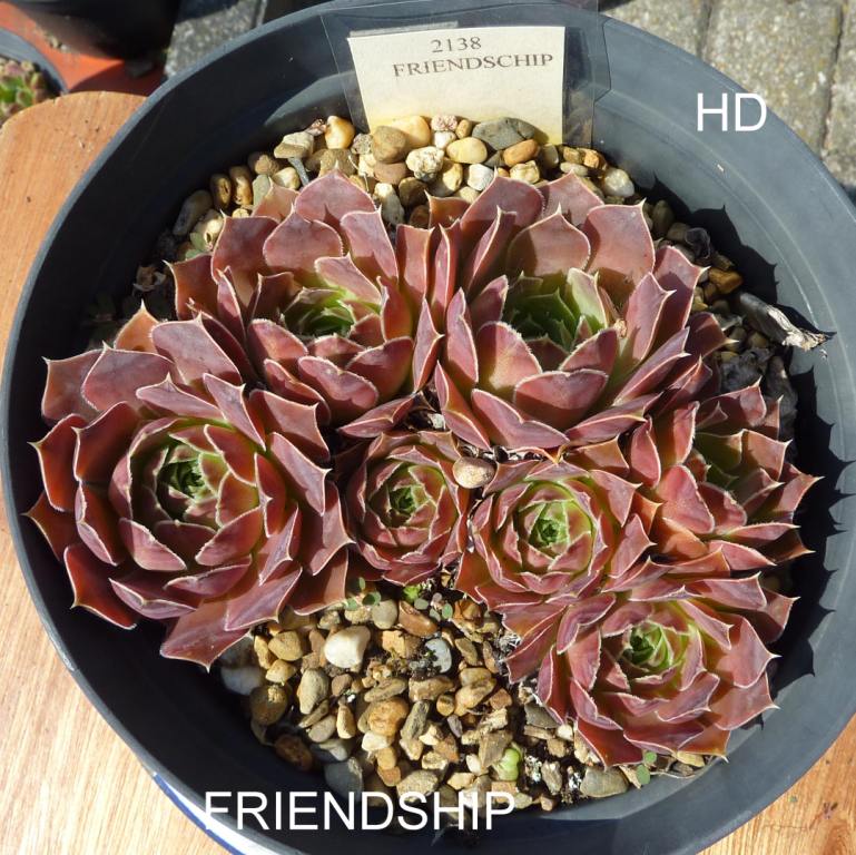 Friendship / Jovi