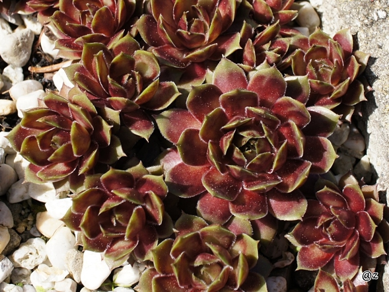 Zauberrose