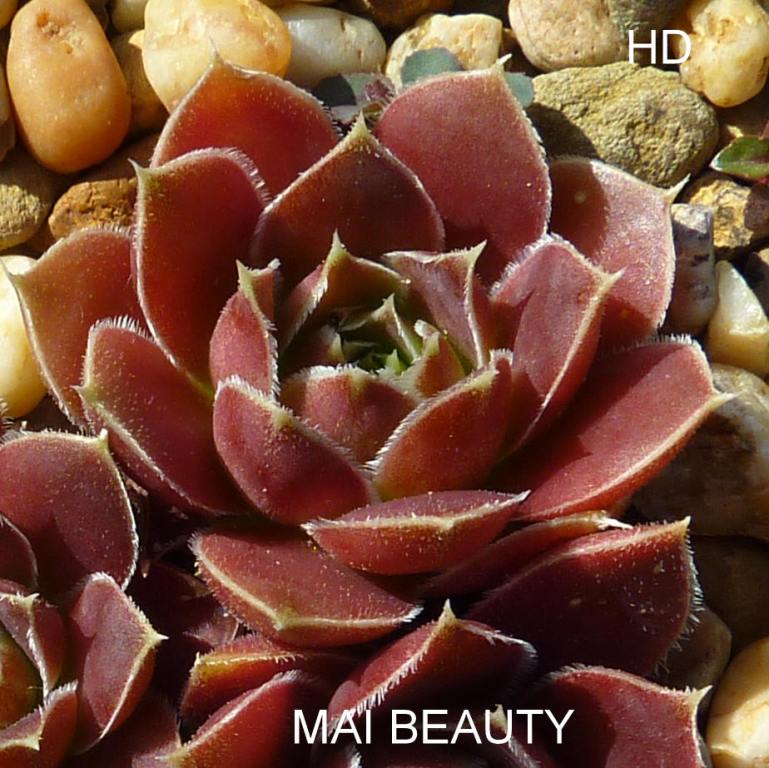 Mai Beauty / Jovi