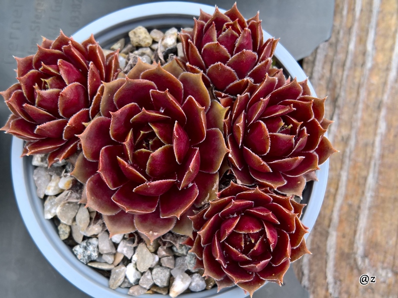 Zauberrose