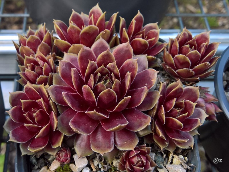Zauberrose