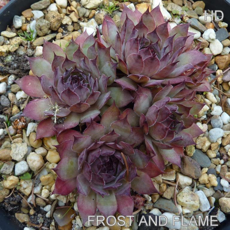 Frost and Flame