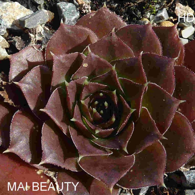 Mai Beauty / Jovi