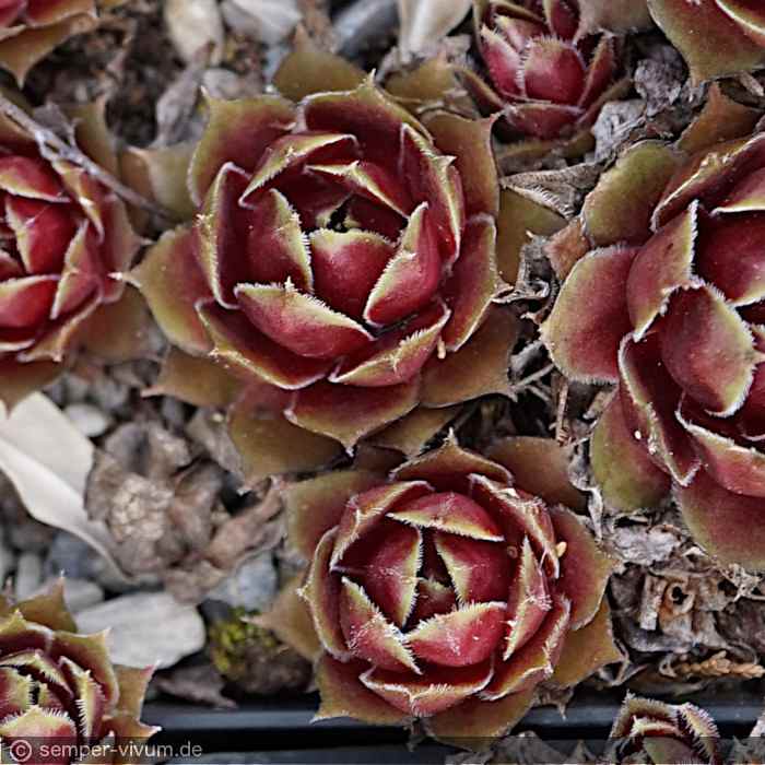 Zauberrose