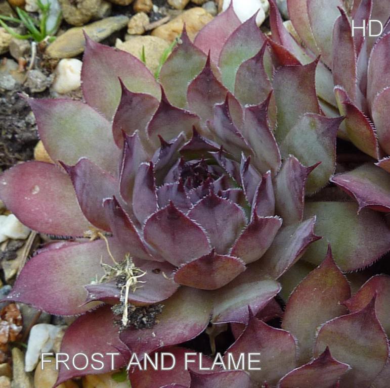 Frost and Flame