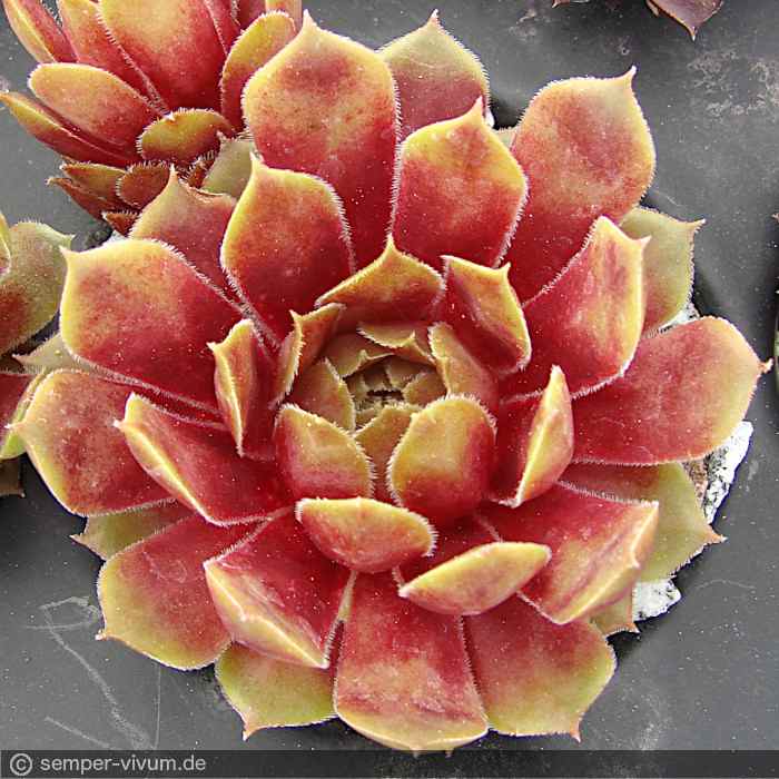 Zauberrose