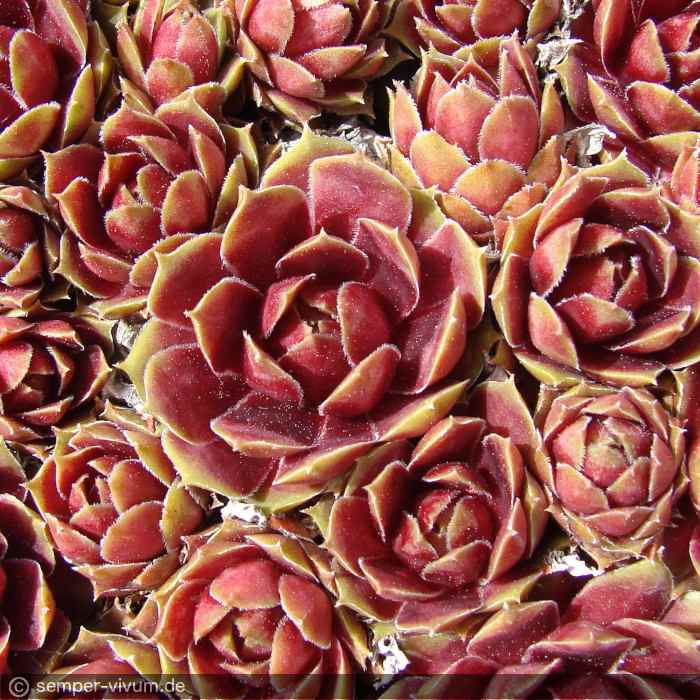 Zauberrose