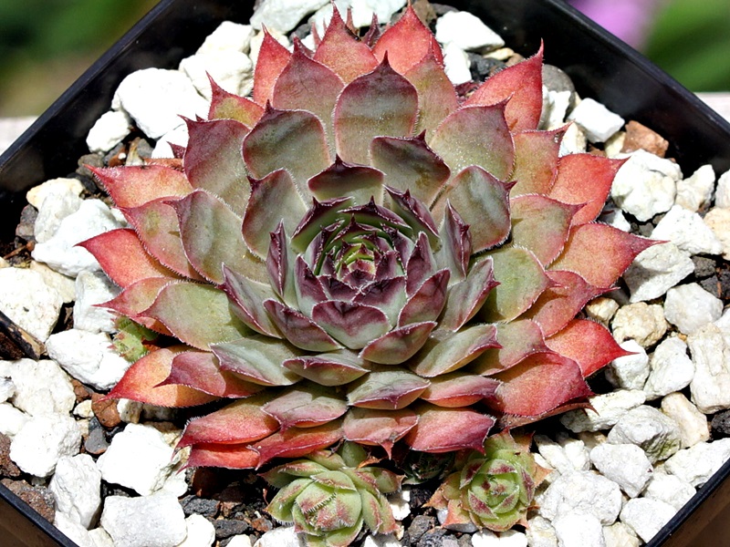 Frost and Flame