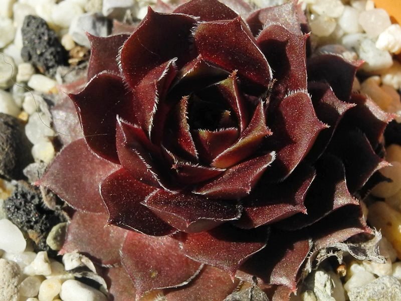 Zauberrose